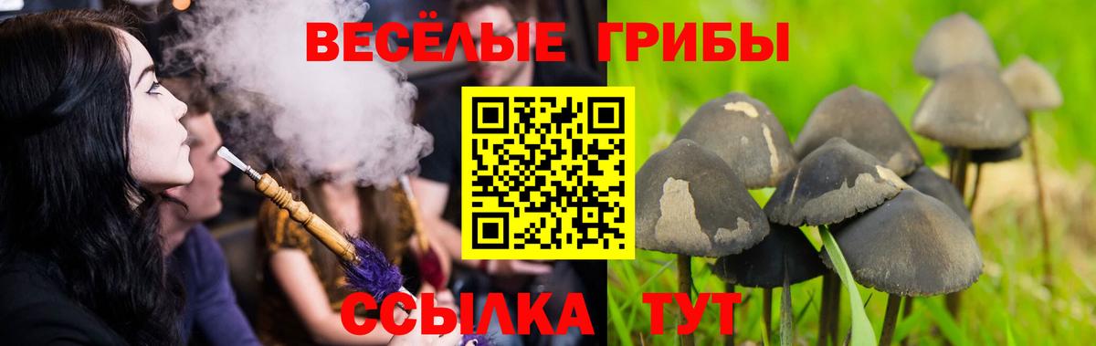 Псилоцибиновые грибы MAGIC MUSHROOMS  Вход с VPN  Галлюциногенные грибы Psilocybine cubensis  где купить   Чернушка 